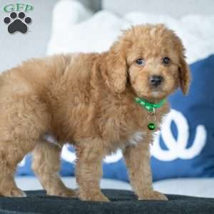 Danton, Golden Mountain Doodle Puppy